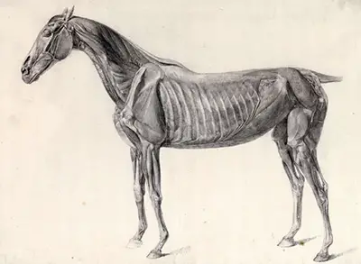 Anatomy of a Horse from the Side George Stubbs